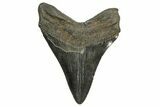 Fossil Megalodon Tooth - South Carolina #370005-1